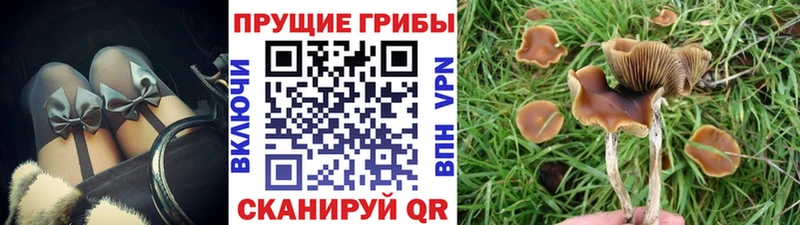 где купить наркоту  Абаза  Галлюциногенные грибы прущие грибы 